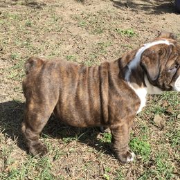 English Bulldog Puppies from Buffalo Bulldogs