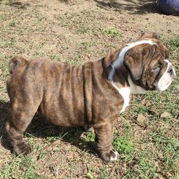 English Bulldog Puppies from Buffalo Bulldogs