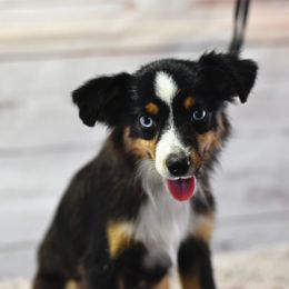 Toy Australian Shepherd Puppies from Double M Toy and Mini Aussies