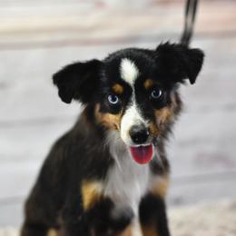 Toy Australian Shepherd Puppies from Double M Toy and Mini Aussies