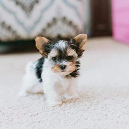 Biewer Terrier Puppies from Imperial BabyDoll Biewers