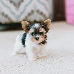 Biewer Terrier Puppies from Imperial BabyDoll Biewers