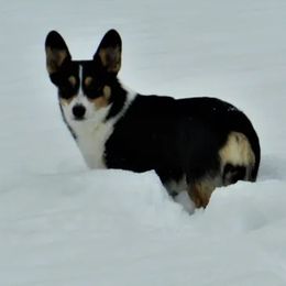 Betty Bee - Pembroke Welsh Corgi