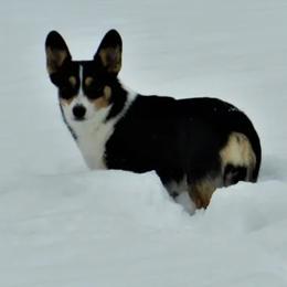 Betty Bee - Pembroke Welsh Corgi