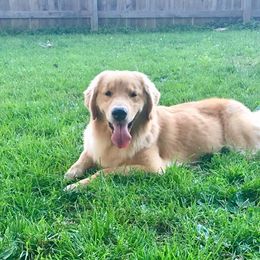 Golden Retriever All Grown Up from Nevani Goldens