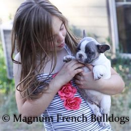 Magnum French Bulldogs breeder of Boston Terrier, French Bulldog