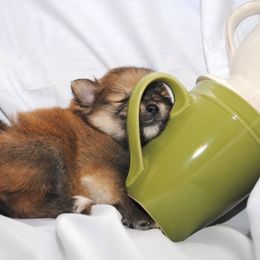 Pomeranian Puppies from DeMi Poms