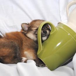 Pomeranian Puppies from DeMi Poms