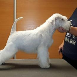 Bobby - Golden Retriever