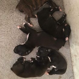Boxer Puppies from Huntley Boxer Pieces