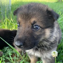 German Shepherd Puppies from Arbeitshunde