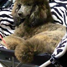Import Zenzaris Tiger Twist - Poodle