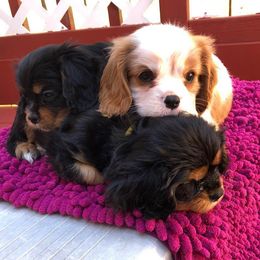 Cavalier King Charles Spaniel Puppies from Redwood Forest Cavaliers