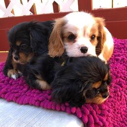 Cavalier King Charles Spaniel Puppies from Redwood Forest Cavaliers