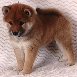 Shiba Inu Puppies from Prairie Shibas