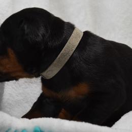 Doberman Pinscher Puppies from Indah Lux Dobermans