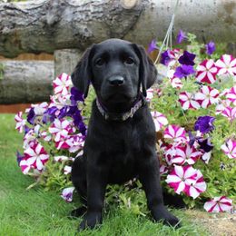 "Molly, c.2013" Labrador Retriever Puppies from Arctic Texan Labradors