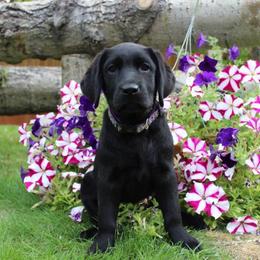 "Molly, c.2013" Labrador Retriever Puppies from Arctic Texan Labradors