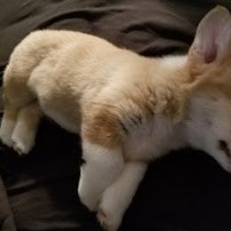 Pembroke Welsh Corgi Puppies from Corgis with Character