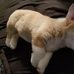 Pembroke Welsh Corgi Puppies from Corgis with Character