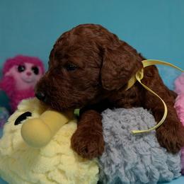 Poodle Puppies from Sunset Maple Poodles