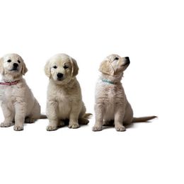 Golden Retriever Puppies from Stage Gulch Goldens