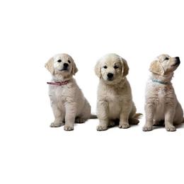 Golden Retriever Puppies from Stage Gulch Goldens