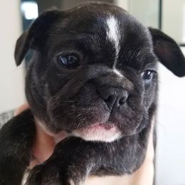 French Bulldog Puppies from Toley's French Bulldogs