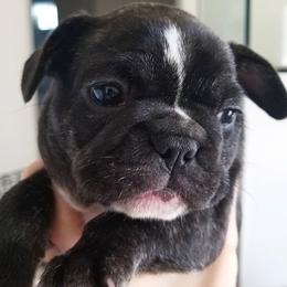 French Bulldog Puppies from Toley's French Bulldogs