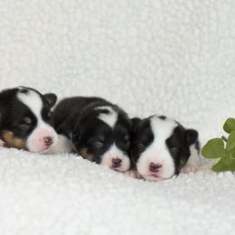 French Bulldog and Pembroke Welsh Corgi Puppies from Laurel Canyon Kennels