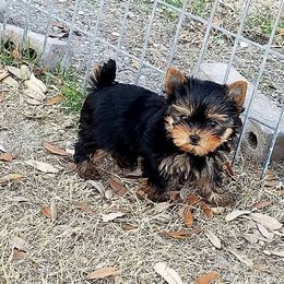 Yorkshire Terrier Puppies from Rosemark Kennel Yorkies