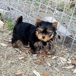 Yorkshire Terrier Puppies from Rosemark Kennel Yorkies