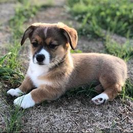  Puppies from Diamond G Corgis