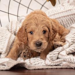 Goldendoodle Puppies from Sunnydoodle Utah
