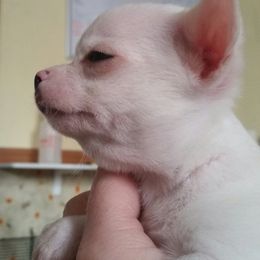 Chihuahua Puppies from True Shot Chihuahuas