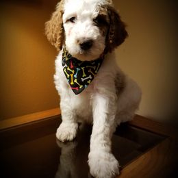 Goldendoodle Puppies from Wisconsin Doodle Dog (of La Crosse)