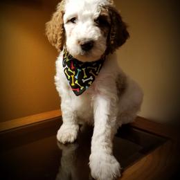 Goldendoodle Puppies from Wisconsin Doodle Dog (of La Crosse)