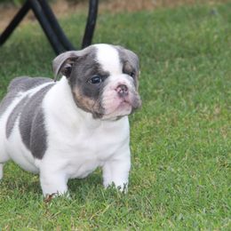 English Bulldog Puppies from Buffalo Bulldogs