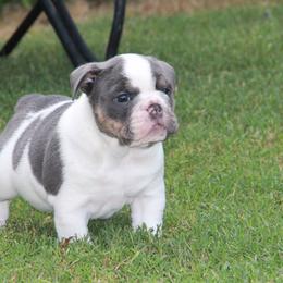 English Bulldog Puppies from Buffalo Bulldogs
