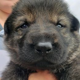 German Shepherd Puppies from Arbeitshunde