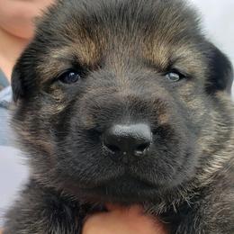 German Shepherd Puppies from Arbeitshunde