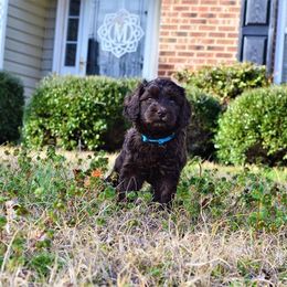 Australian Labradoodle Puppies from Prestige Australian Labradoodles