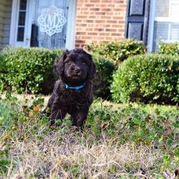 Australian Labradoodle Puppies from Prestige Australian Labradoodles
