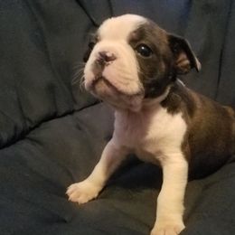 Boston Terrier Puppies from Willis Family Boston's