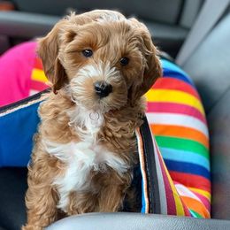 Cavapoo and Goldendoodle Puppies from Destination Doodles