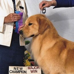 Peak - Golden Retriever