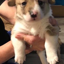 Pembroke Welsh Corgi Puppies from Carol's AKC Corgis