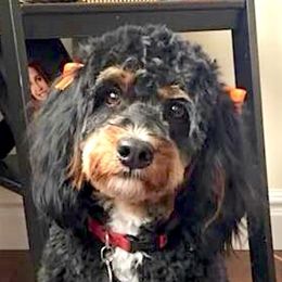 Bernedoodle adult dog