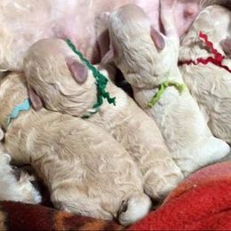 Standard Poodle and Miniature Poodle Puppies from Noriko Poodles