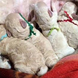 Standard Poodle and Miniature Poodle Puppies from Noriko Poodles